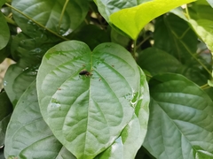 Tapinoma melanocephalum