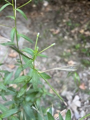 Epilobium ciliatum