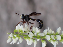Physocephala marginata