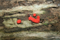 Tubifera ferruginosa