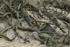 Loxanthocereus sulcifer