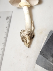 Amanita magnivelaris