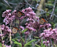 Eutrochium maculatum
