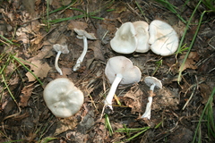 Pluteus
