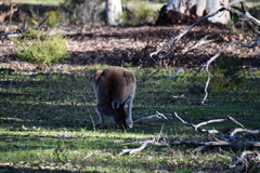 Macropus fuliginosus