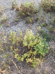 Galium boreale