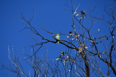 Parvipsitta porphyrocephala