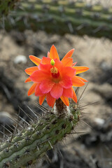Loxanthocereus sulcifer