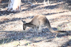 Macropus fuliginosus