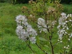 Spiraea alba