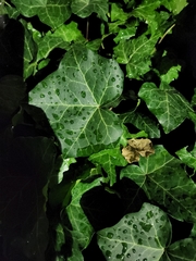 Hedera helix