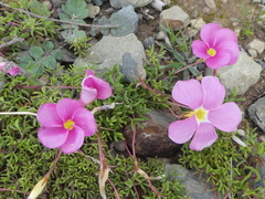 Oxalis glabra