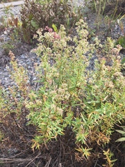 Galium boreale