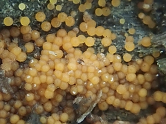 Hydropisphaera