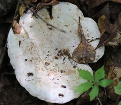 Lactifluus piperatus