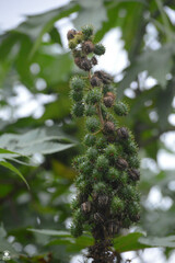 Ricinus communis