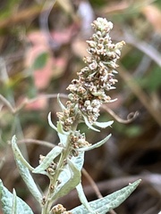 Artemisia douglasiana