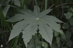 Ricinus communis