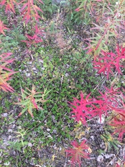 Arctostaphylos uva-ursi