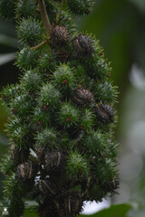 Ricinus communis