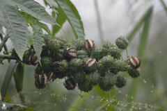 Ricinus communis