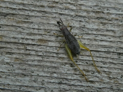 Phyllopalpus pulchellus
