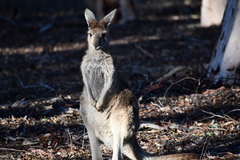 Macropus fuliginosus