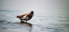 Calidris melanotos