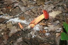 Lanmaoa pseudosensibilis