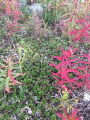 Arctostaphylos uva-ursi
