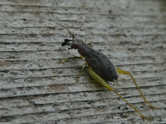 Phyllopalpus pulchellus