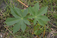 Ricinus communis