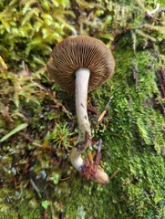 Gymnopilus punctifolius