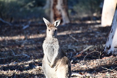 Macropus fuliginosus