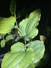 Smilax tamnoides