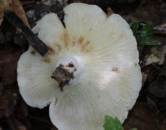 Lactifluus piperatus