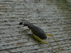 Phyllopalpus pulchellus