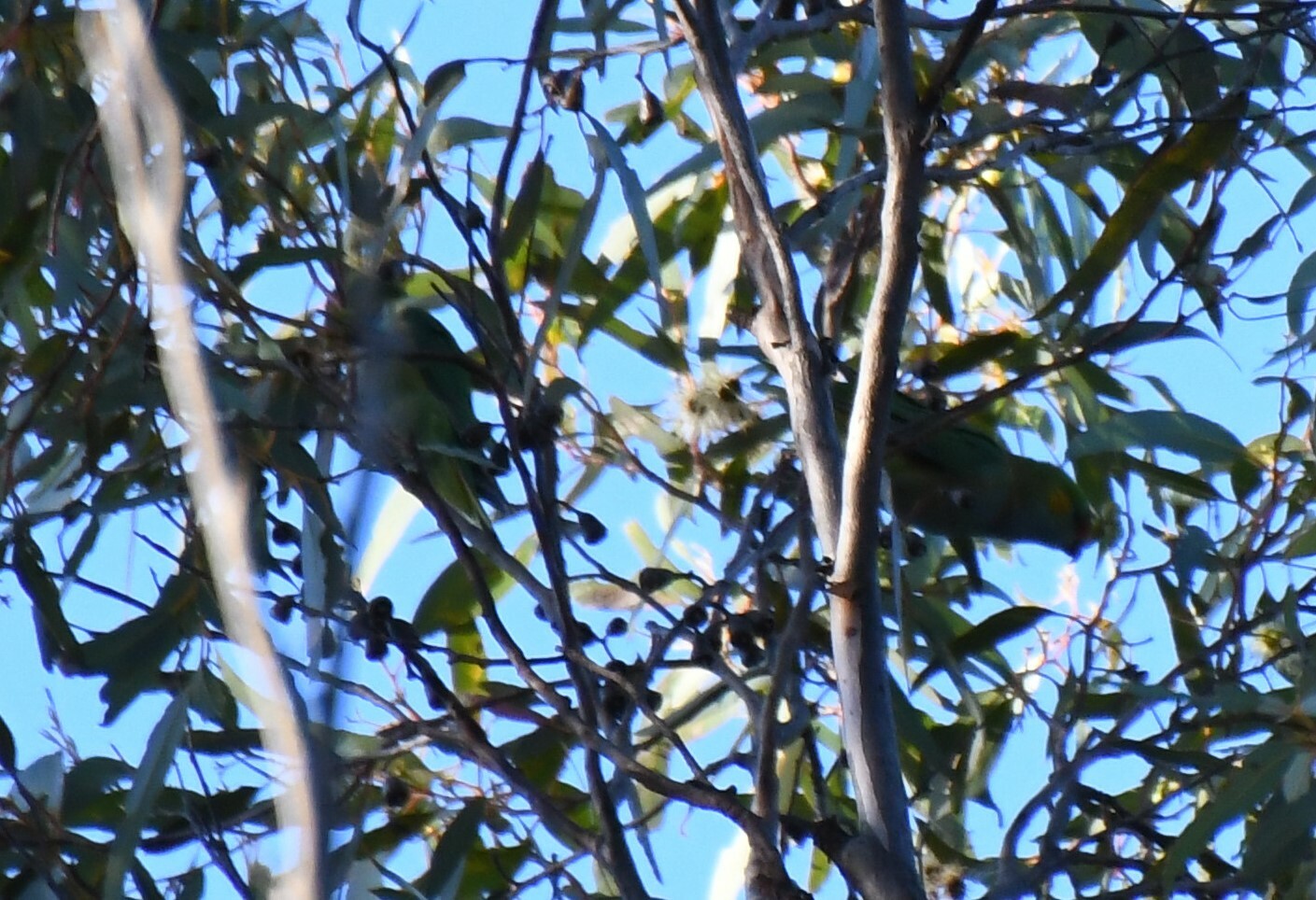 Purple-crowned Lorikeet illustration
