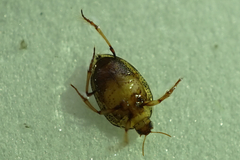 Peltodytes intermedius