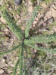 Fouquieria splendens