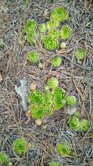 Sempervivum globiferum