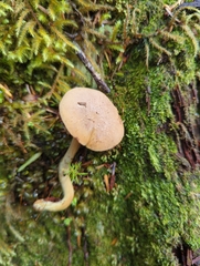 Gymnopilus punctifolius