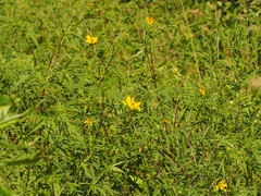 Bidens aristosa
