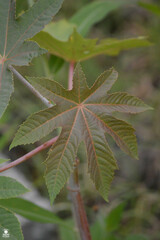 Ricinus communis