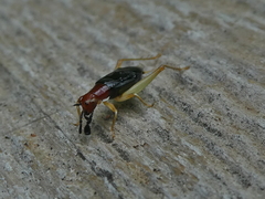 Phyllopalpus pulchellus