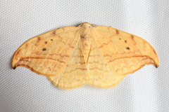 Drepana arcuata