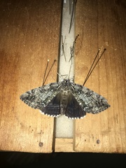Catocala lacrymosa