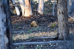 Tachyglossus aculeatus