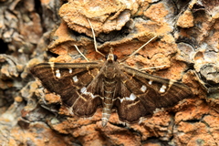 Diathrausta reconditalis