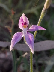 Caladenia latifolia